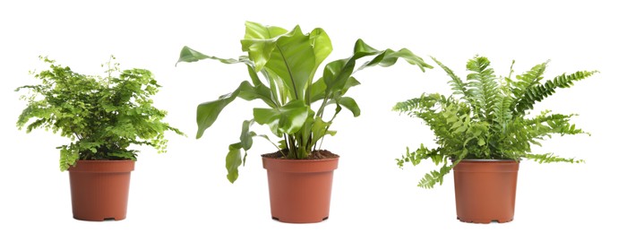 Image of Set with beautiful ferns in pots on white background. Banner design