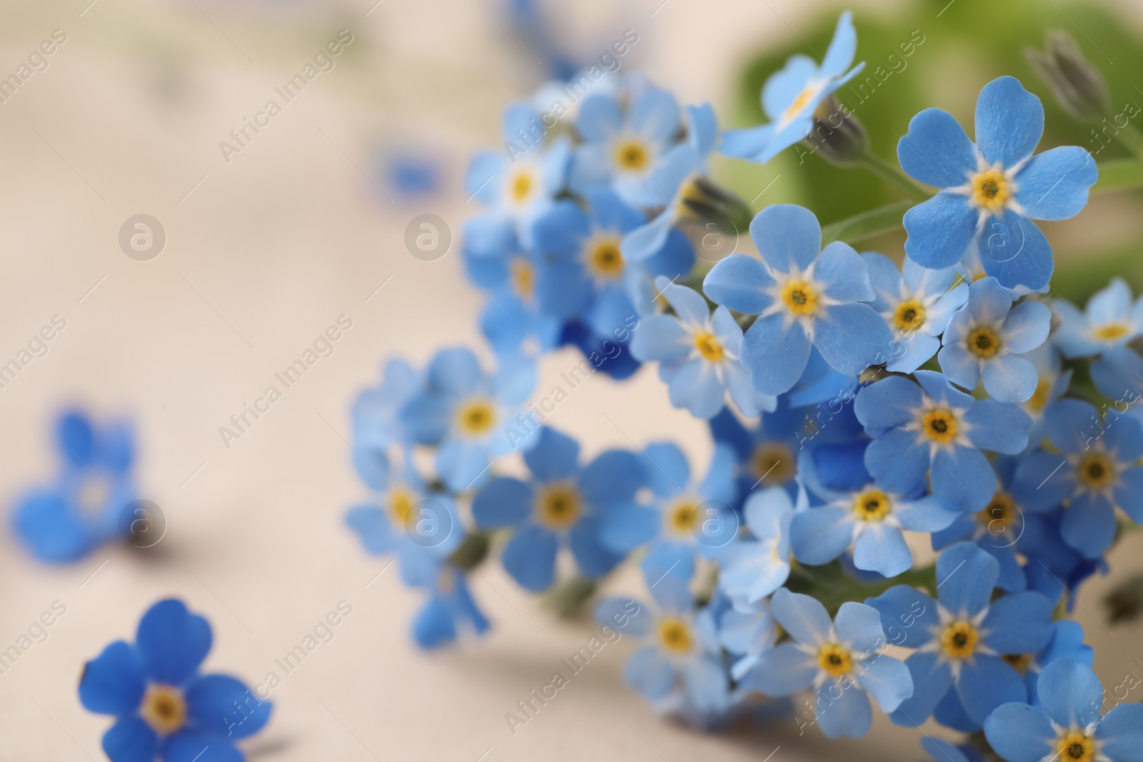 Photo of Beautiful Forget-me-not flowers as background, closeup view