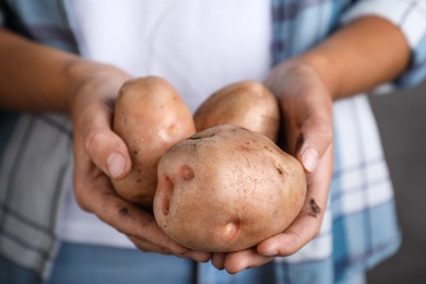 Farmer holding fresh ripe potatoes on grey background, closeup