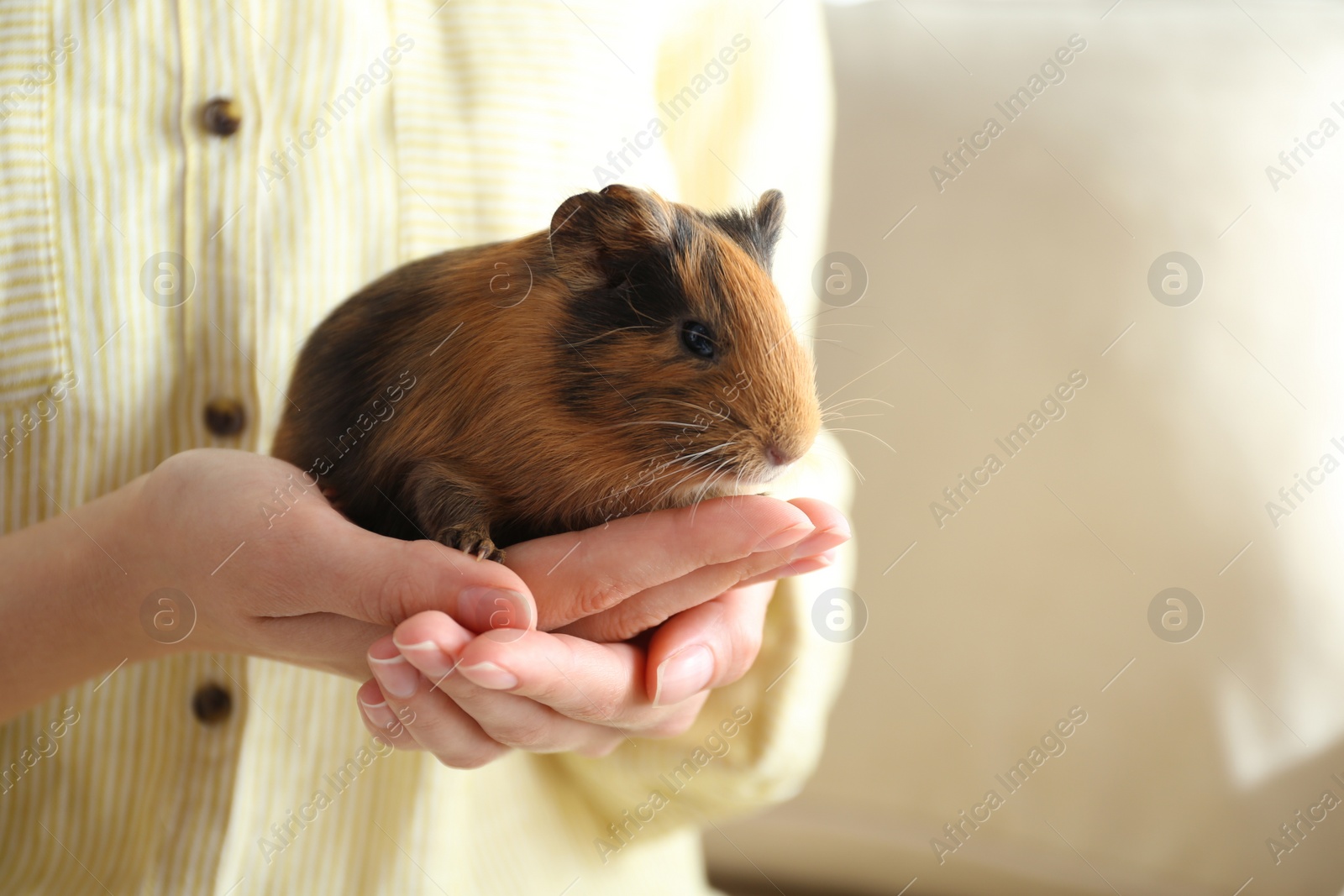 Photo of Woman holding cute small guinea pig indoors, closeup