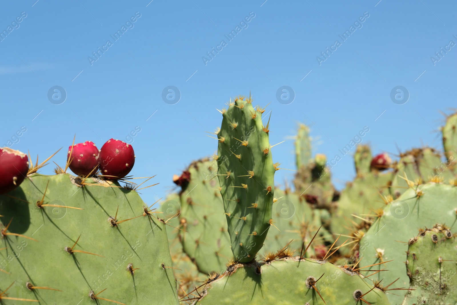 Photo of Beautiful prickly pear cacti growing outdoors on sunny day