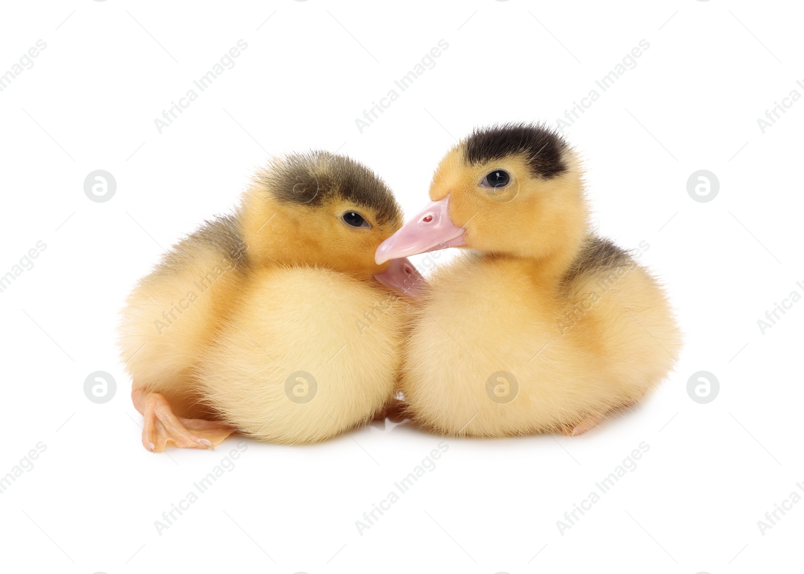 Photo of Baby animals. Cute fluffy ducklings on white background