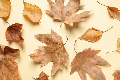 Beautiful composition with autumn leaves on beige background, flat lay