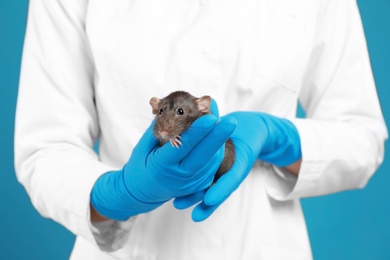 Scientist holding laboratory rat on blue background, closeup