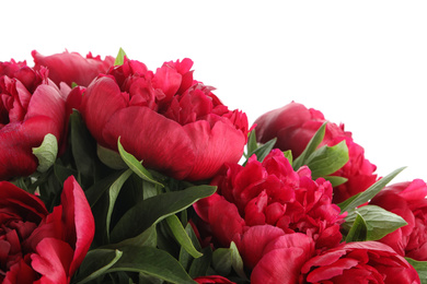 Photo of Beautiful red peonies on white background, closeup