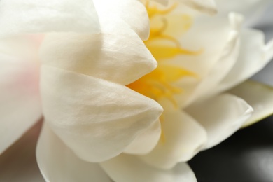 Photo of Beautiful blooming white lotus flower on table, closeup.