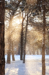 Picturesque view of snowy pine forest in winter morning