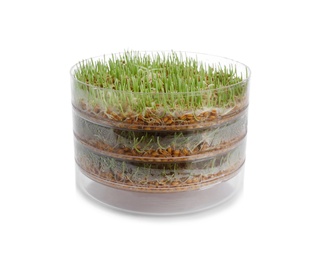 Fresh wheat grass in sprouter on white background