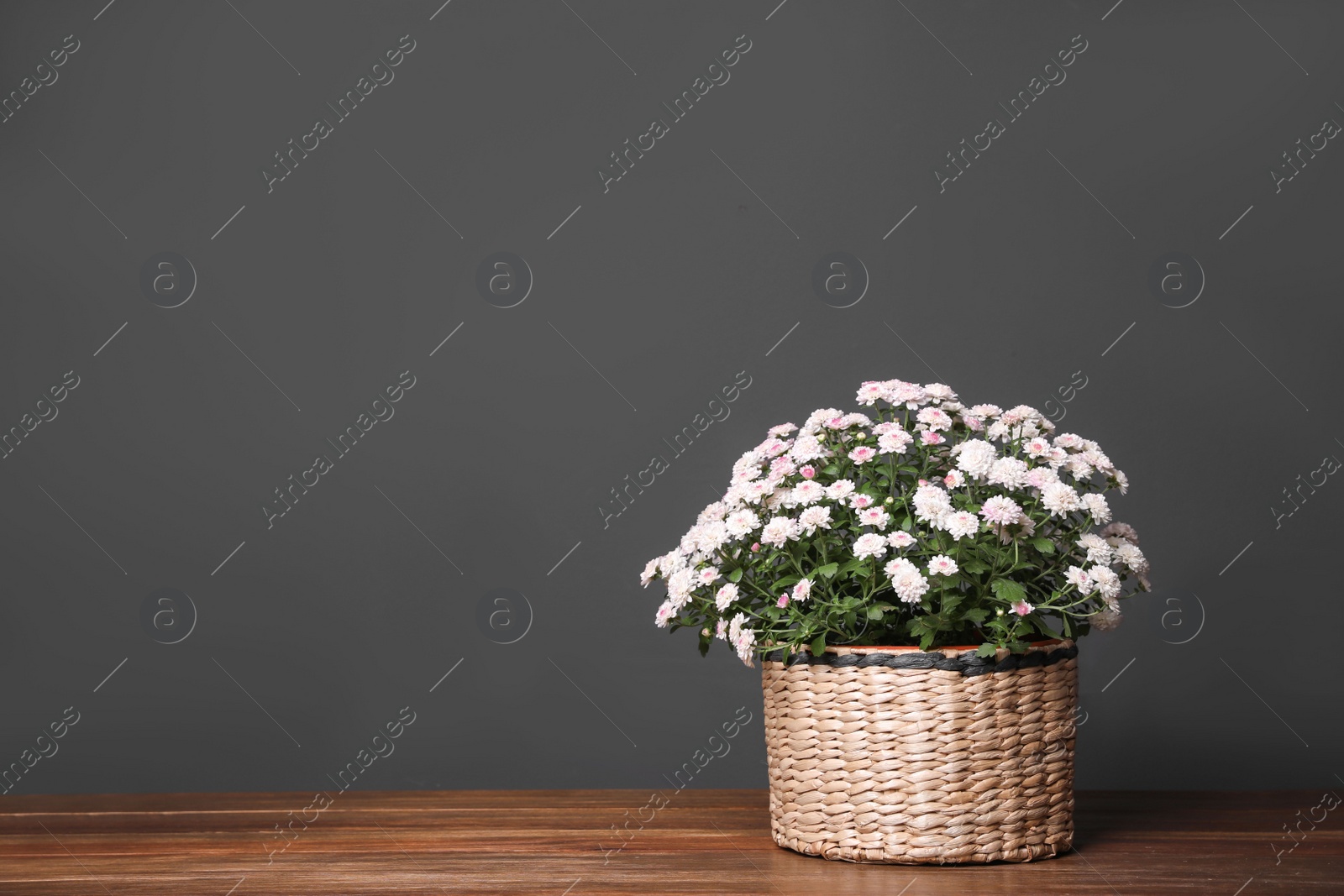 Photo of Basket with fresh chrysanthemum flowers on wooden table against dark grey background. Space for text