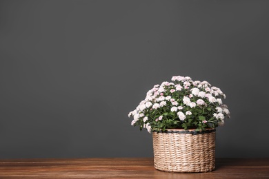 Basket with fresh chrysanthemum flowers on wooden table against dark grey background. Space for text