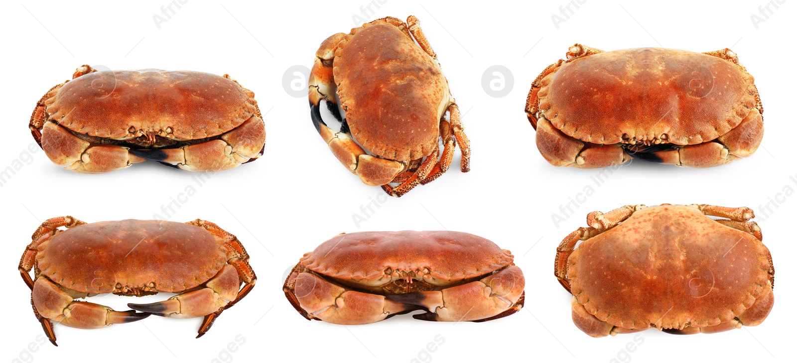 Image of Fresh cooked crab isolated on white, set