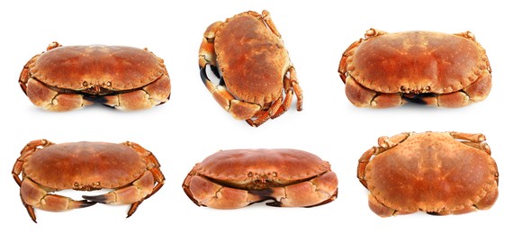 Image of Fresh cooked crab isolated on white, set