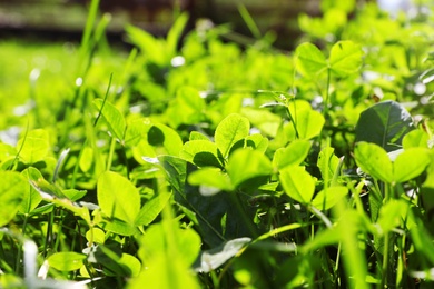 Photo of Green clover growing in wilderness on sunny day