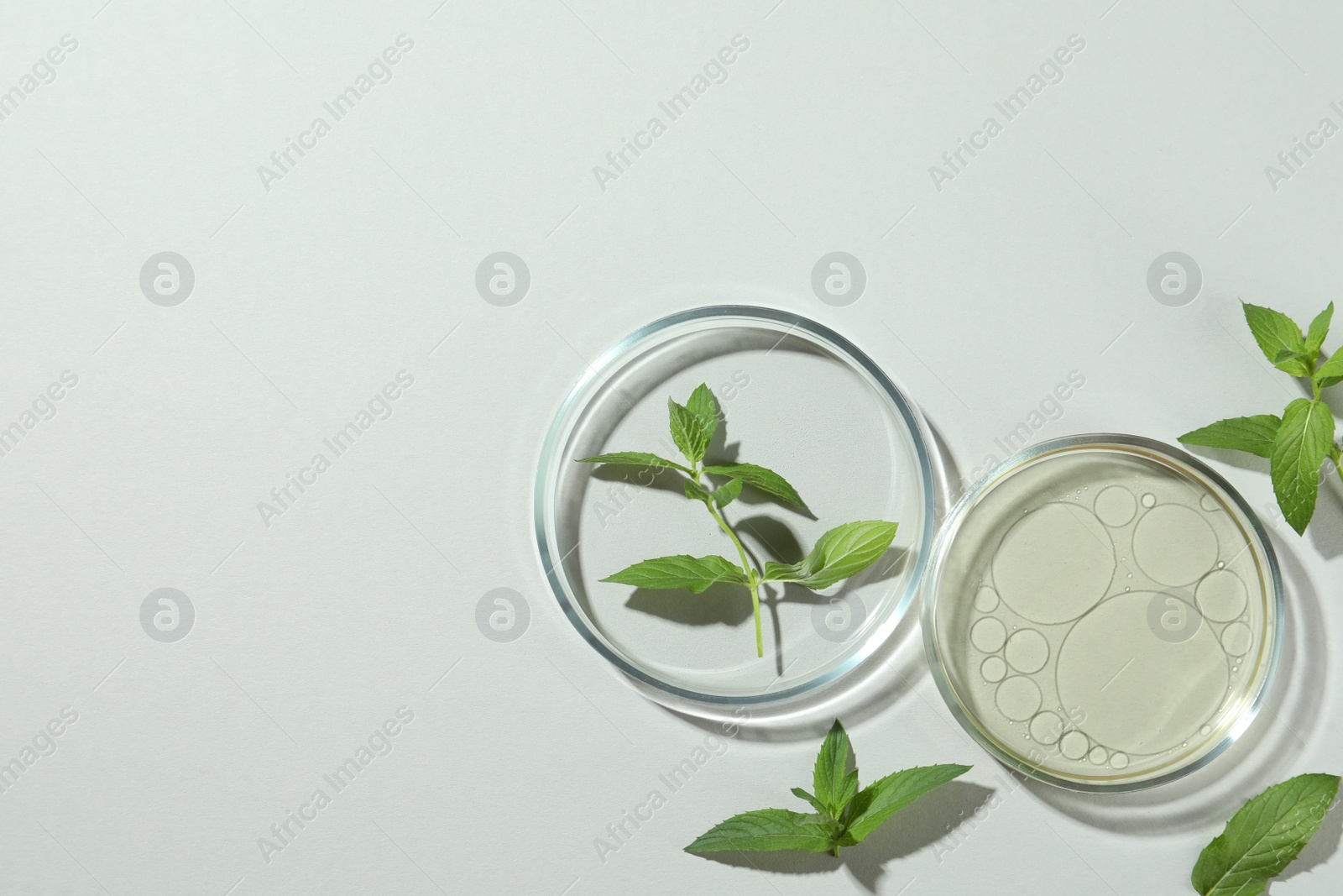 Photo of Flat lay composition with Petri dishes and plants on light grey background. Space for text