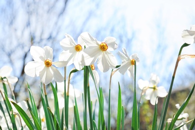 Photo of Beautiful blossoming daffodils on sunny spring day outdoors