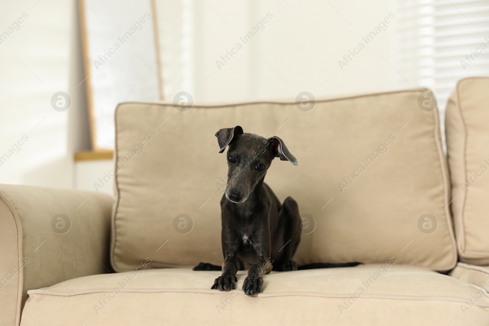 Photo of Italian Greyhound dog on sofa at home