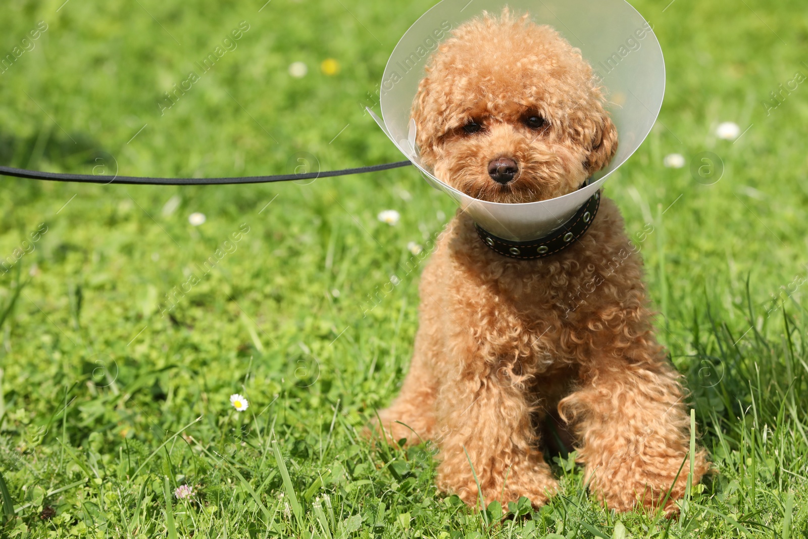 Photo of Cute Maltipoo dog with Elizabethan collar on green grass outdoors, space for text