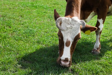 Beautiful cow grazing in green field. Farm animal