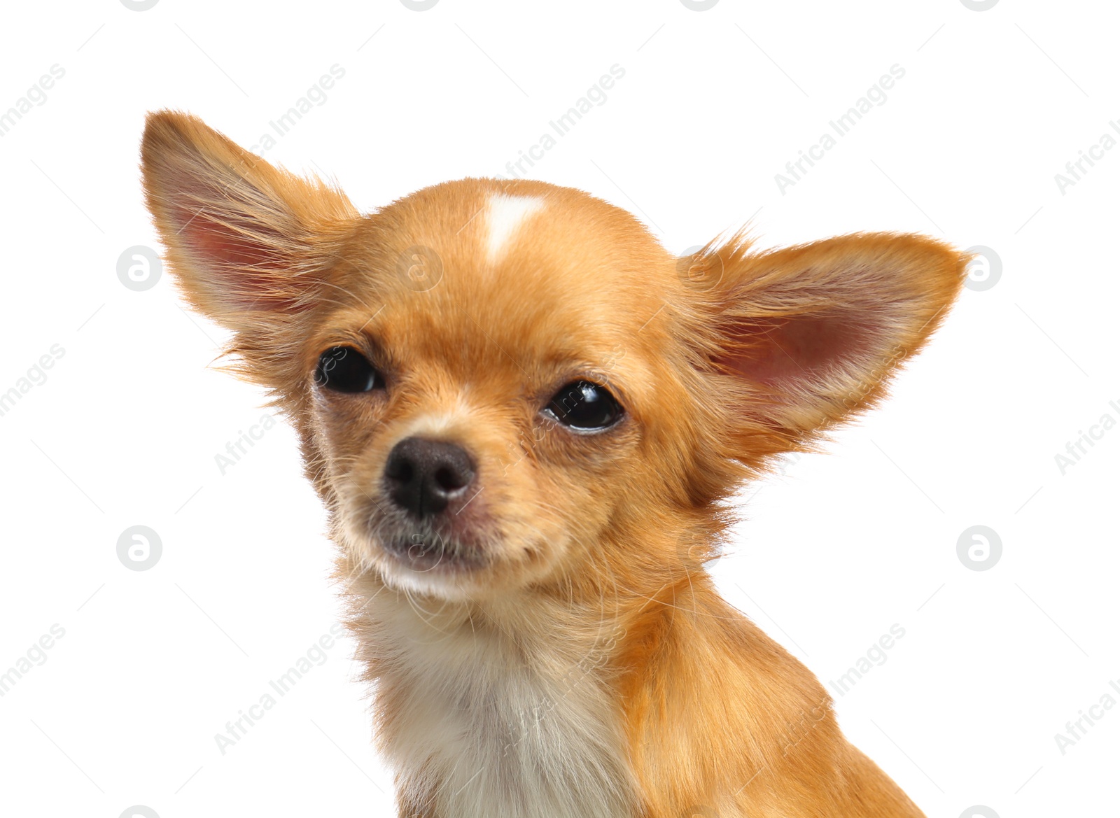 Photo of Cute small Chihuahua dog on white background