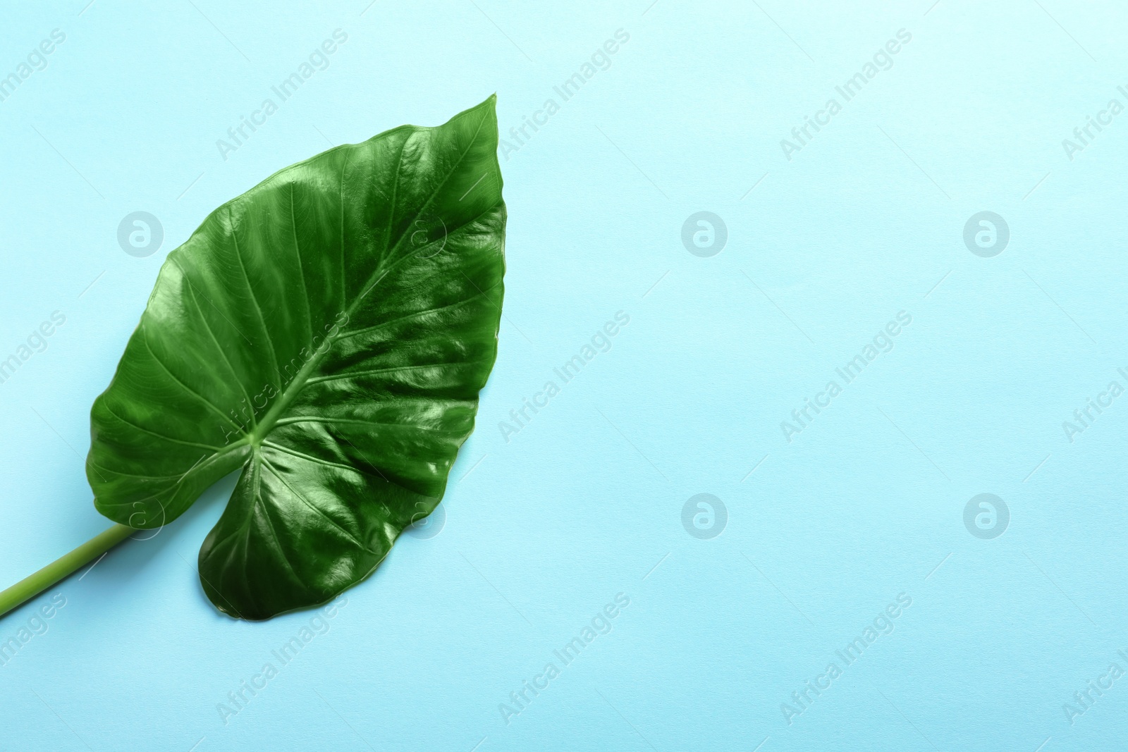 Photo of Beautiful tropical Taro plant leaf on color background, top view