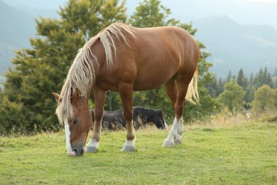 Photo of Beautiful horse grazing on green pasture. Lovely pet