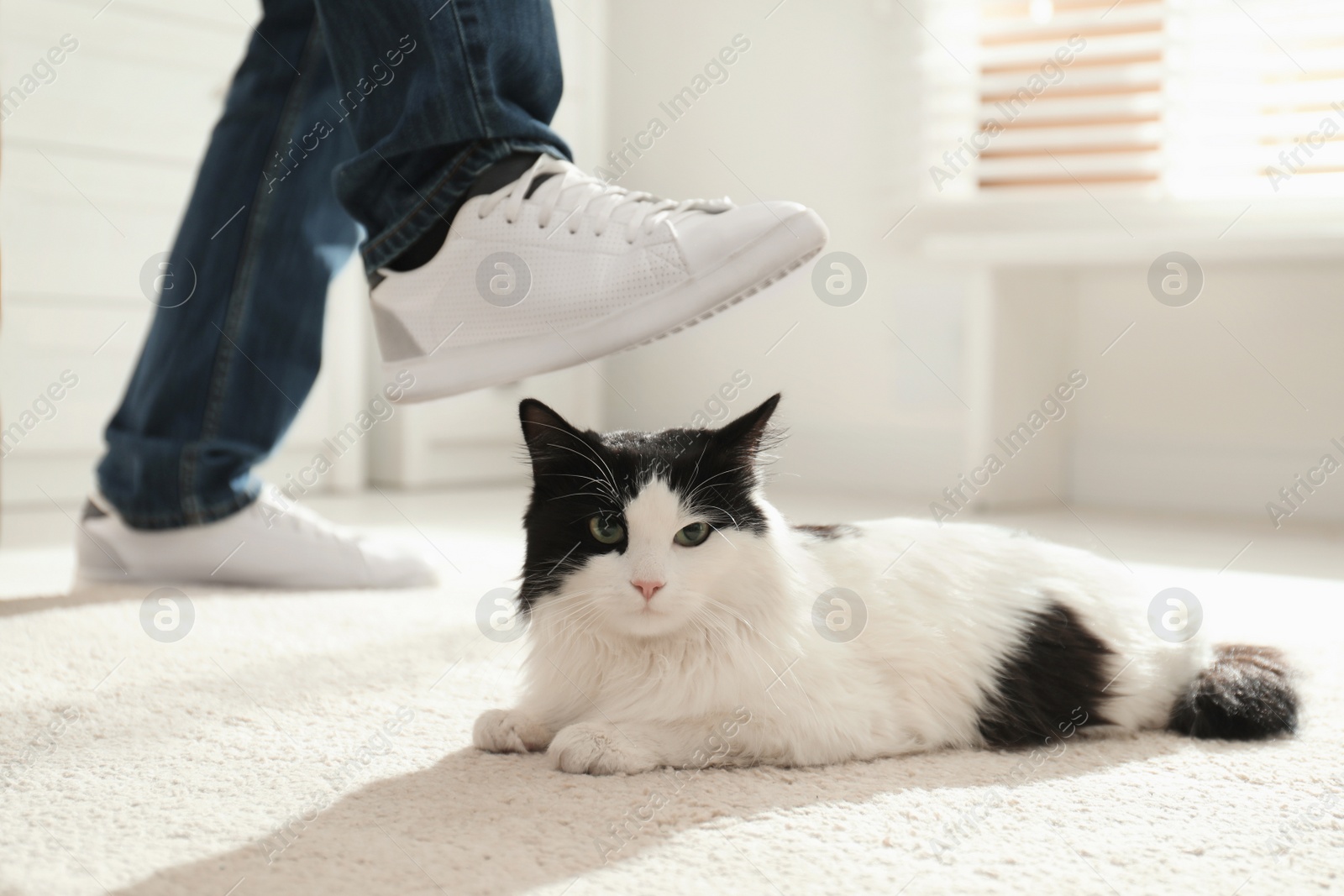 Photo of Man kicking cat at home, closeup of legs. Domestic violence against pets