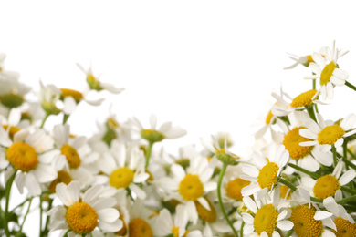 Photo of Many beautiful chamomiles on white background, closeup