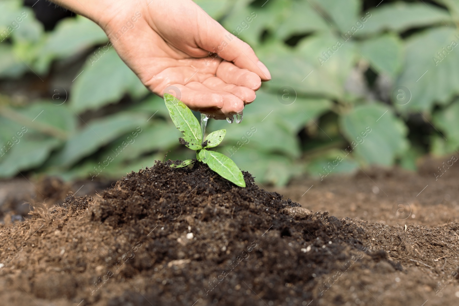 Photo of Woman watering fresh seedling in soil, closeup. Space for text