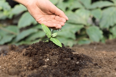 Photo of Woman watering fresh seedling in soil, closeup. Space for text