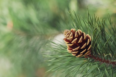 Photo of Pine branch with cone on blurred background, closeup. Space for text