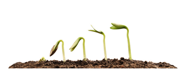 Image of Stages of growing seedling in soil on white background. Banner design