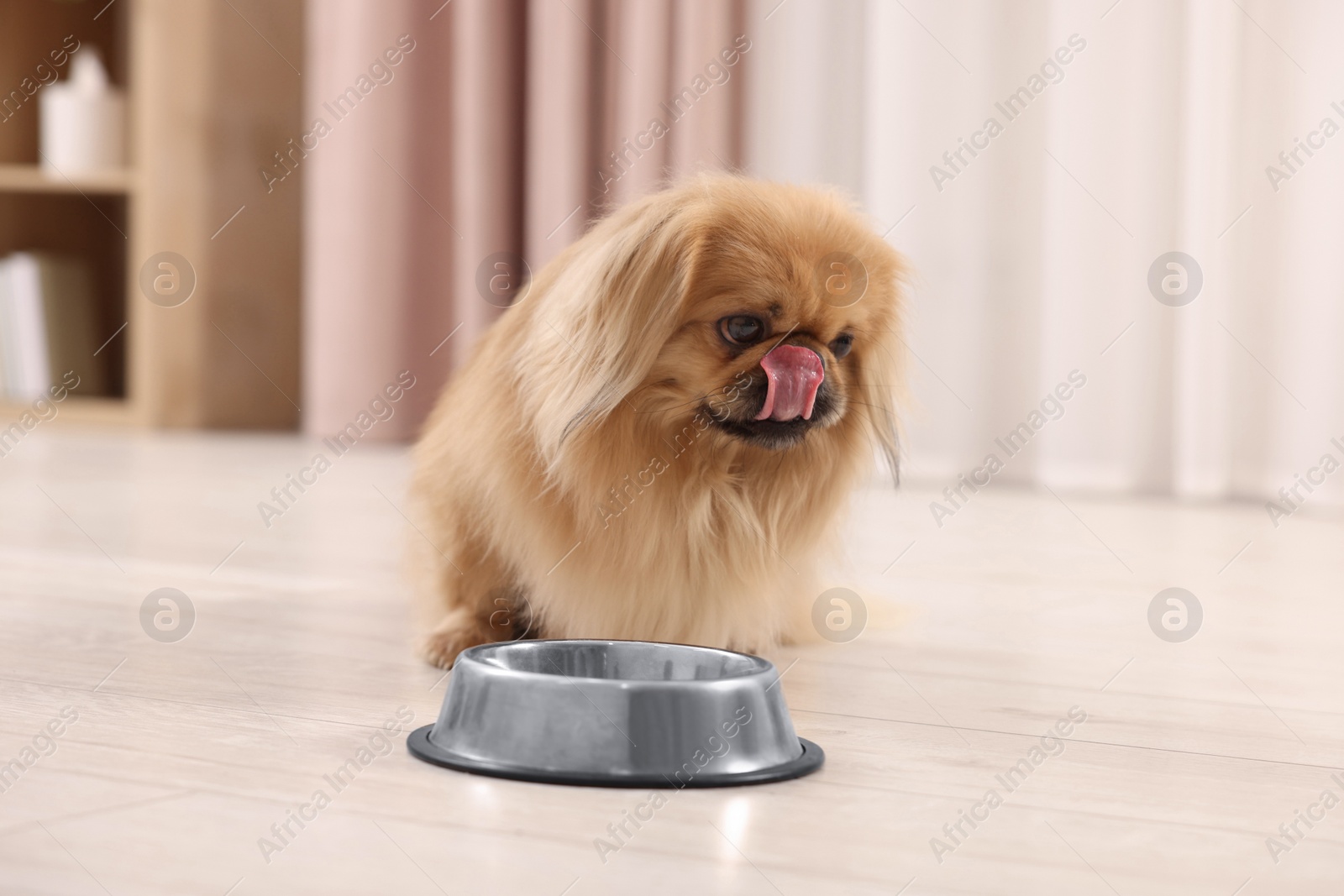 Photo of Cute Pekingese dog near pet bowl in room