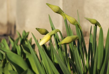 Photo of Daffodil plants growing in garden on sunny day, closeup