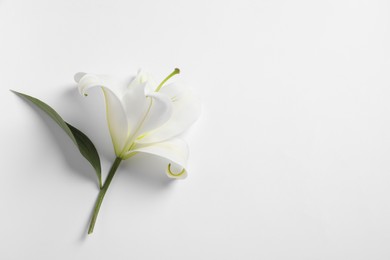 Photo of Beautiful lily flower on white background, top view. Space for text