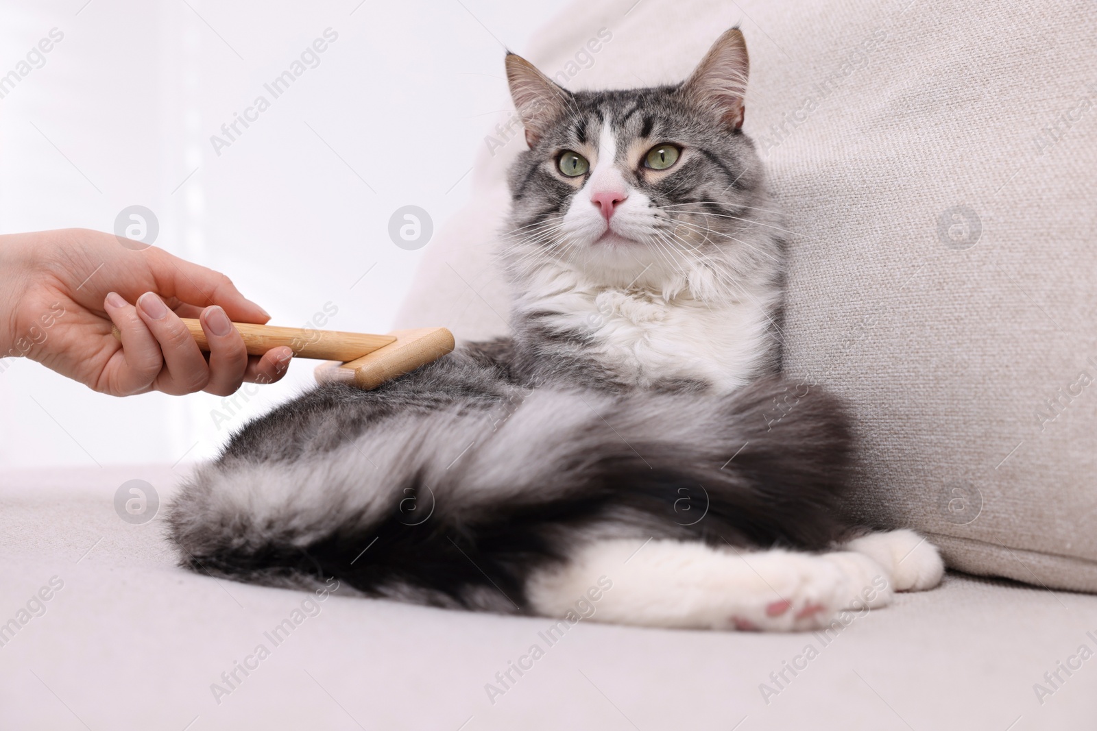 Photo of Woman brushing her cute cat on sofa at home, closeup