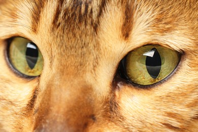 Photo of Macro photo of cat with beautiful eyes. Cute pet