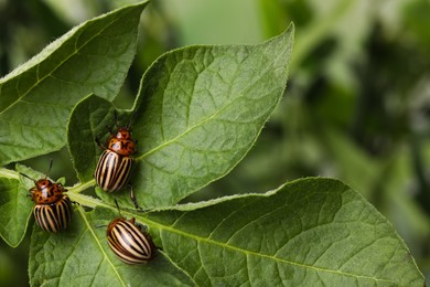Photo of Colorado potato beetles on green plant against blurred background, closeup