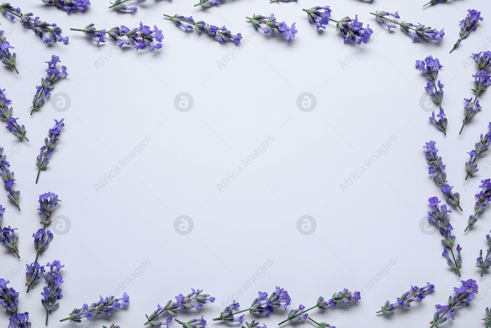 Photo of Frame of beautiful aromatic lavender flowers on white background, flat lay. Space for text