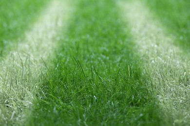 Image of Green grass with white markings, closeup view