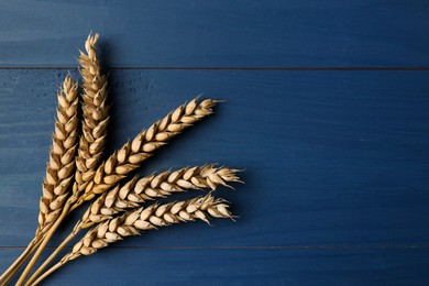 Ears of wheat on blue wooden table, flat lay. Space for text