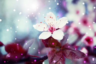 Image of Closeup view of blossoming tree outdoors on spring day