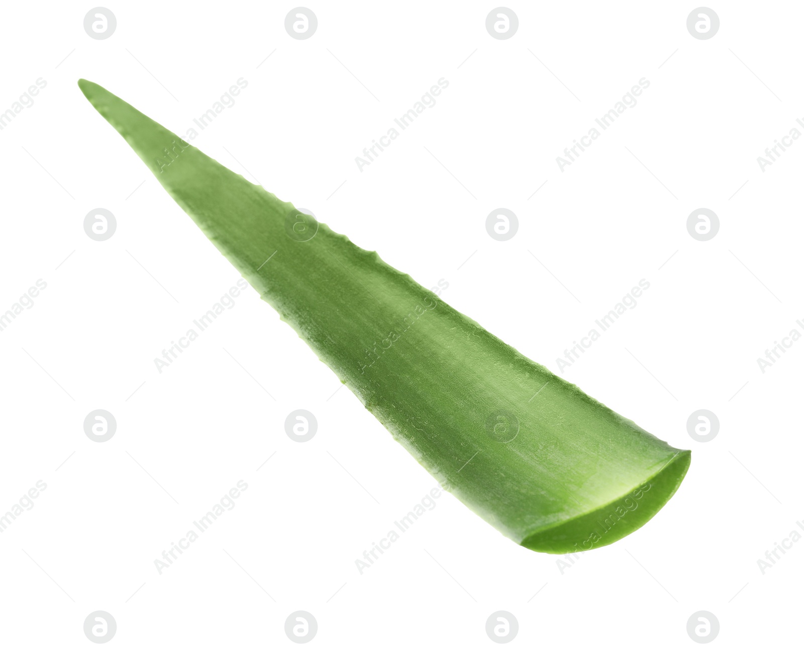 Photo of One aloe vera leaf isolated on white