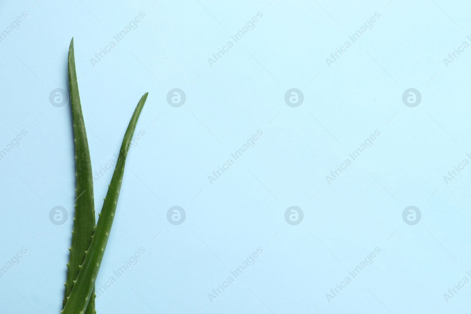 Photo of Fresh aloe vera leaves on light blue background, flat lay. Space for text