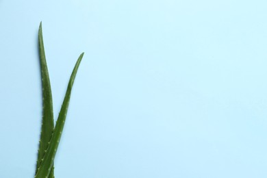 Fresh aloe vera leaves on light blue background, flat lay. Space for text