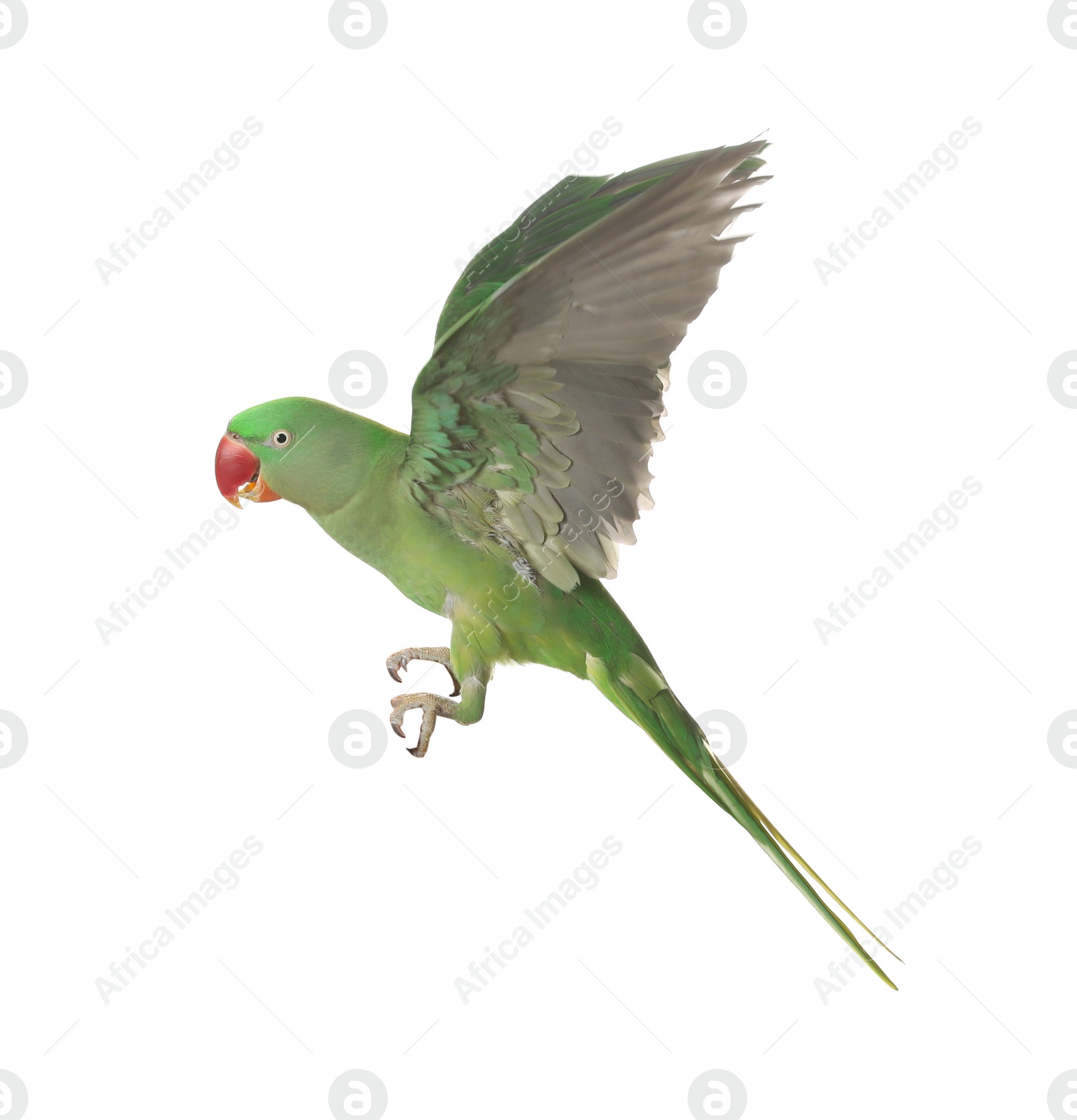 Photo of Beautiful Alexandrine parakeet flying isolated on white