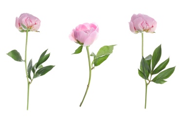 Image of Set of beautiful pink peony flowers on white background 