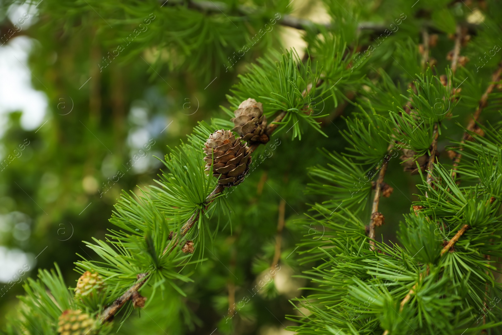 Photo of Green branches of beautiful pine tree with cones outdoors, closeup