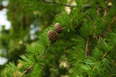 Photo of Green branches of beautiful pine tree with cones outdoors, closeup