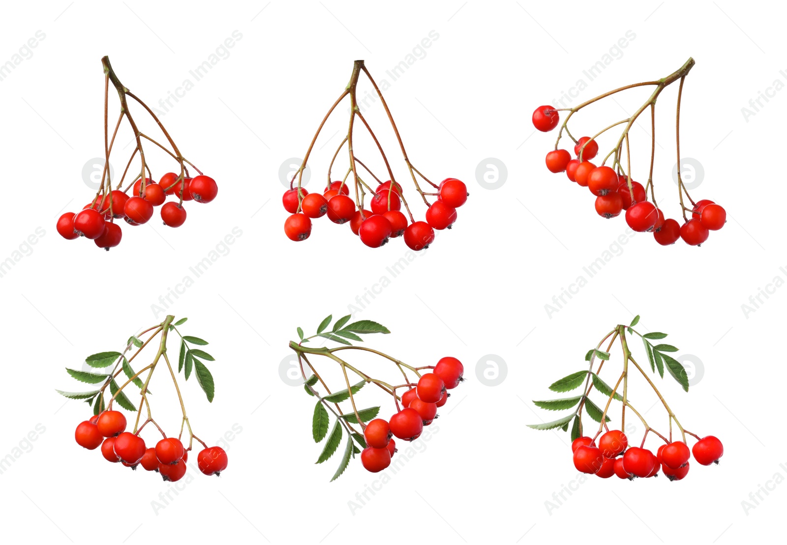 Image of Set with ripe rowan berries on white background 