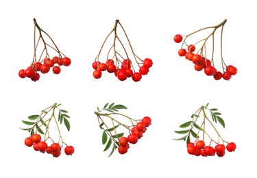 Image of Set with ripe rowan berries on white background 